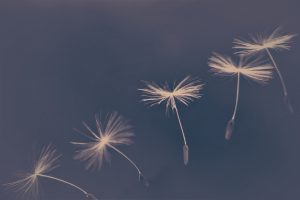 dandelion 4195782 1920