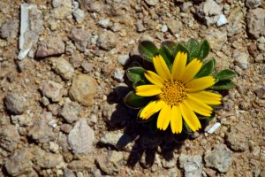 flower 3430335 1920