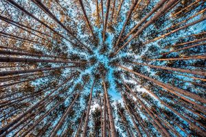 forest 1245951 1920